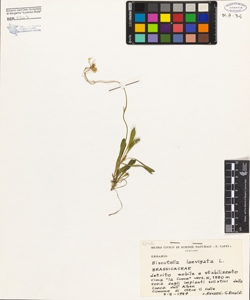 Biscutella laevigata L.