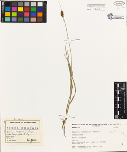 Blysmus compressus (L.) Panzer