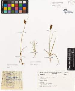Blysmus compressus (L.) Panzer