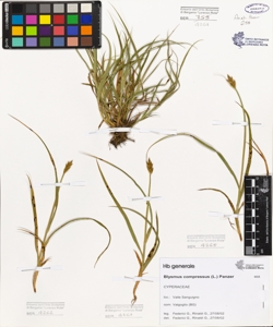 Blysmus compressus (L.) Panzer