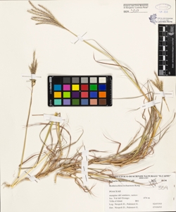 Bothriochloa ischaemon (L.) Keng