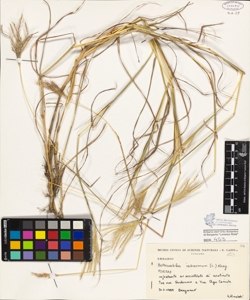 Bothriochloa ischaemon (L.) Keng