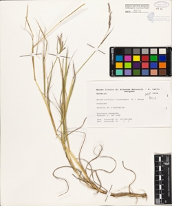 Bothriochloa ischaemon (L.) Keng