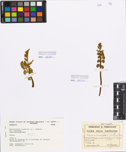 Botrychium lunaria (L.) Swartz fo. incisum