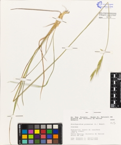 Brachypodium pinnatum (L.) Beauv.