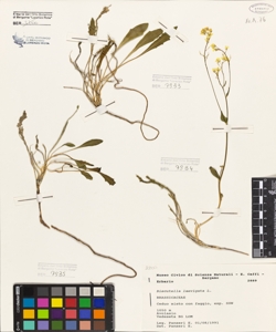 Biscutella laevigata L.