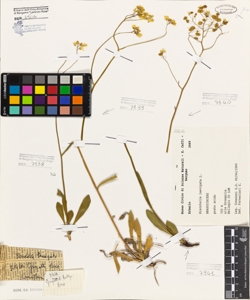 Biscutella laevigata L.