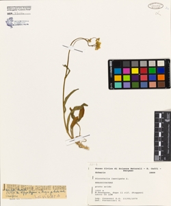 Biscutella laevigata L.