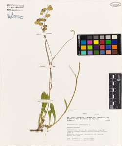 Biscutella laevigata L.