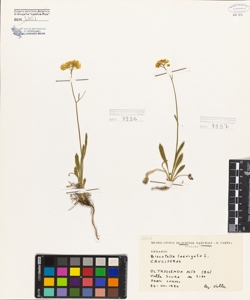 Biscutella laevigata L.