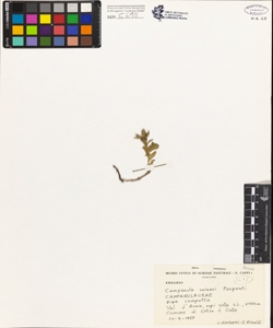 Campanula raineri Perpenti