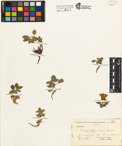 Campanula raineri Perpenti