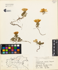 Campanula raineri Perpenti