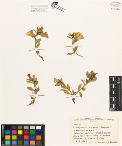 Campanula raineri Perpenti
