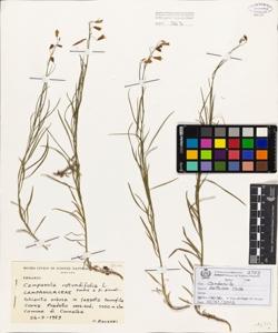 Campanula rotundifolia L.