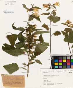 Campanula trachelium L.