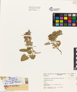 Campanula elatinoides Moretti