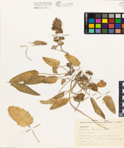 Campanula elatinoides Moretti