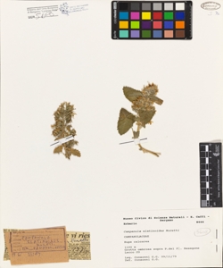 Campanula elatinoides Moretti