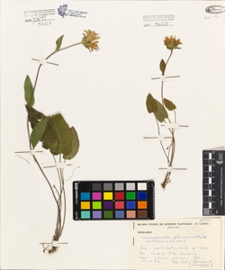 Campanula glomerata L.
