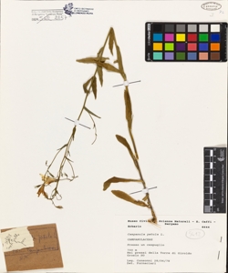 Campanula patula L.