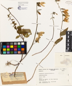 Campanula persicifolia L.