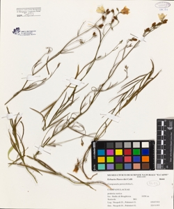 Campanula persicifolia L.