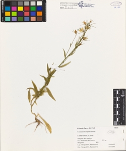 Campanula rapunculus L.