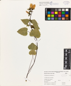 Campanula trachelium L.