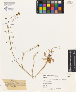 Capsella bursa-pastoris (L.) Medicus