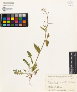 Capsella bursa-pastoris (L.) Medicus
