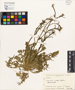 Capsella rubella Reuter