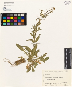 Capsella rubella Reuter