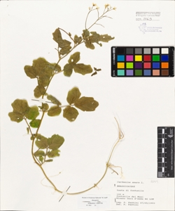 Cardamine amara L.