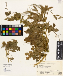 Cardamine amara L.