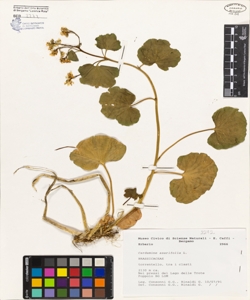 Cardamine asarifolia L.