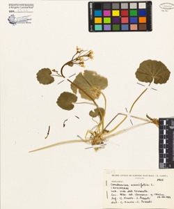 Cardamine asarifolia L.