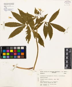Cardamine heptaphylla (Vill.) O.E.Schulz
