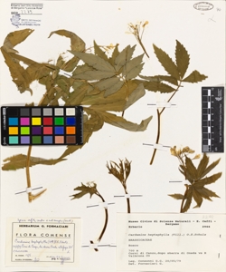 Cardamine heptaphylla (Vill.) O.E.Schulz