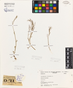 Cardamine hirsuta L.