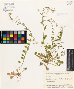 Cardaminopsis halleri (L.) Hayek