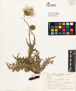 Carduus carlianaefolius Lam. Lam.