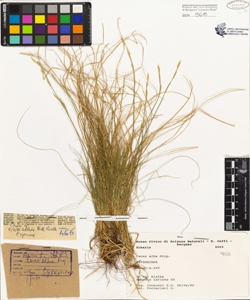 Carex alba Scop.