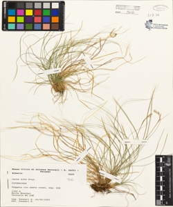 Carex alba Scop.