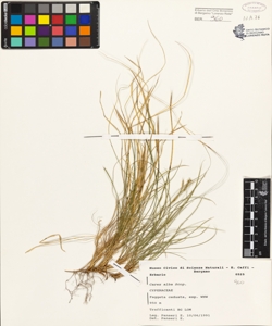 Carex alba Scop.