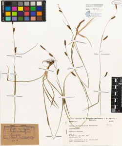 Carex austroalpina Becherer