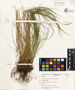 Carex austroalpina Becherer