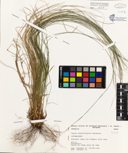 Carex austroalpina Becherer