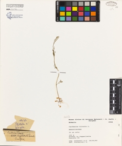 Cardamine hirsuta L.