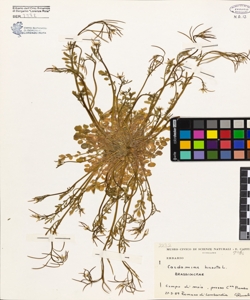 Cardamine hirsuta L.